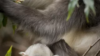 Tajomné opice zo Šangri-la