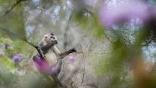 Tajomné opice zo Šangri-la