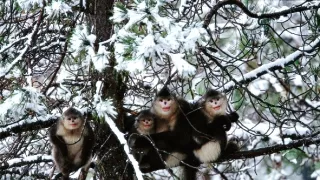 Tajomné opice zo Šangri-la