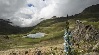 Tajomné opice zo Šangri-la