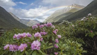 Tajomné opice zo Šangri-la