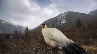 Tajomné opice zo Šangri-la