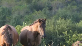 Divočina bez hranic