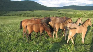 Divočina bez hranic