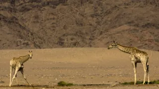 Žirafy zblízka i z výšky