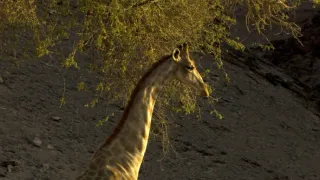 Žirafy zblízka i z výšky