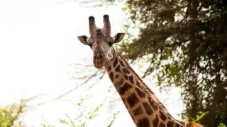 Žirafy zblízka i z výšky