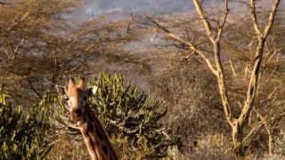 Žirafy zblízka i z výšky