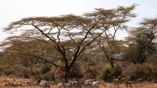 Žirafy zblízka i z výšky