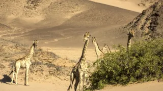 Žirafy zblízka i z výšky