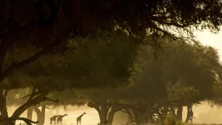 Žirafy zblízka i z výšky