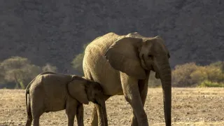 Žirafy zblízka i z výšky