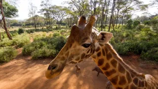 Žirafy zblízka i z výšky