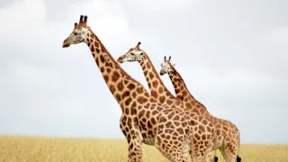 Žirafy zblízka i z výšky