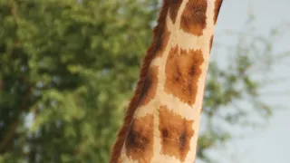 Žirafy zblízka i z výšky