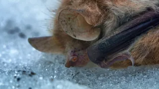 Zázračná planeta: Asie (3/7)