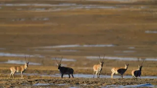 Zázračná planeta: Asie (3/7)