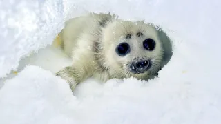 Zázračná planeta: Asie (3/7)