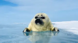 Zázračná planeta: Asie (3/7)