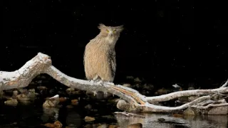 Zázračná planeta: Asie (3/7)