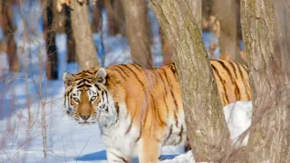 Zázračná planeta: Asie (3/7)