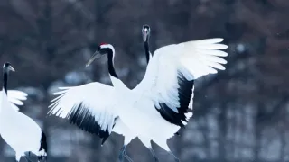 Zázračná planeta: Asie (3/7)