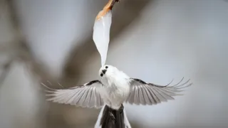 Zázračná planeta: Asie (3/7)