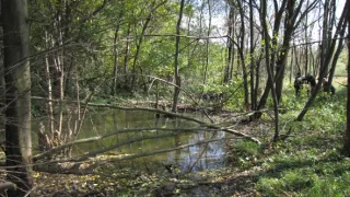 Divočina bez hranic