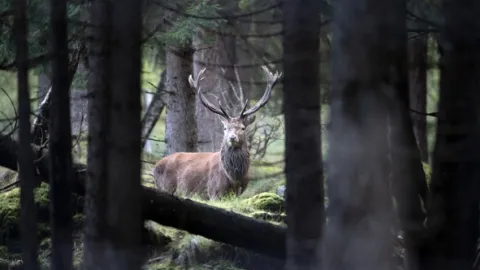 Divoké předhůří Alp