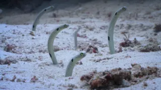 Budovatelé přírody (3/3)