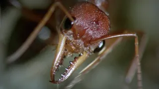 Budovatelé přírody (3/3)