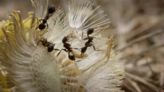 Budovatelé přírody (3/3)