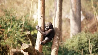 Zázračná planéta: Zvieracie mamy (3/3)