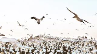 Zázračná planéta: Zvieracie mamy (3/3)