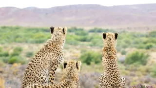 Zázračná planéta: Zvieracie mamy (3/3)