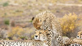 Zázračná planéta: Zvieracie mamy (3/3)