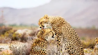 Zázračná planéta: Zvieracie mamy (3/3)