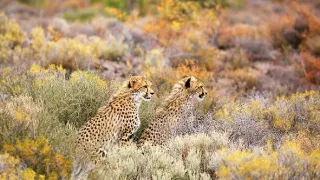 Zázračná planéta: Zvieracie mamy (3/3)