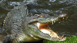 Zvířecí výzbroj (3)