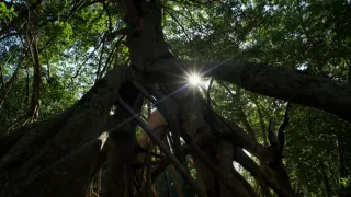 Kořeny života (2/3)