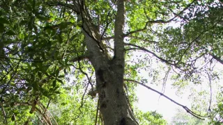 Kořeny života (2/3)