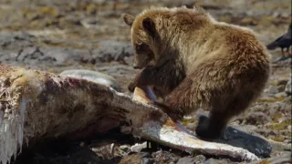 Kráľovstvo divočiny: Kosatka dravá, Japonsko