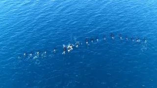 Kráľovstvo divočiny: Kosatka dravá, Japonsko