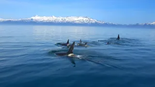 Kráľovstvo divočiny: Kosatka dravá, Japonsko