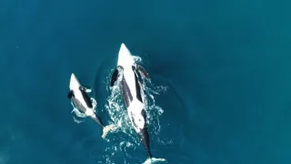 Kráľovstvo divočiny: Kosatka dravá, Japonsko