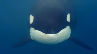 Kráľovstvo divočiny: Kosatka dravá, Japonsko