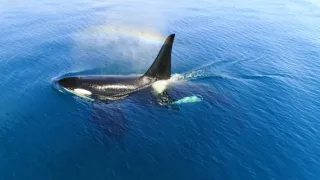 Kráľovstvo divočiny: Kosatka dravá, Japonsko