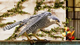 Myšák Stuart Little