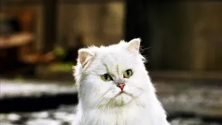 Myšák Stuart Little