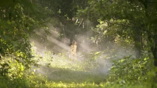 V elektrizující mlze